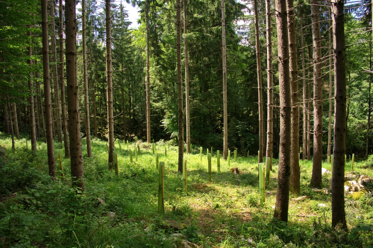 Katka Mountain Tree India project